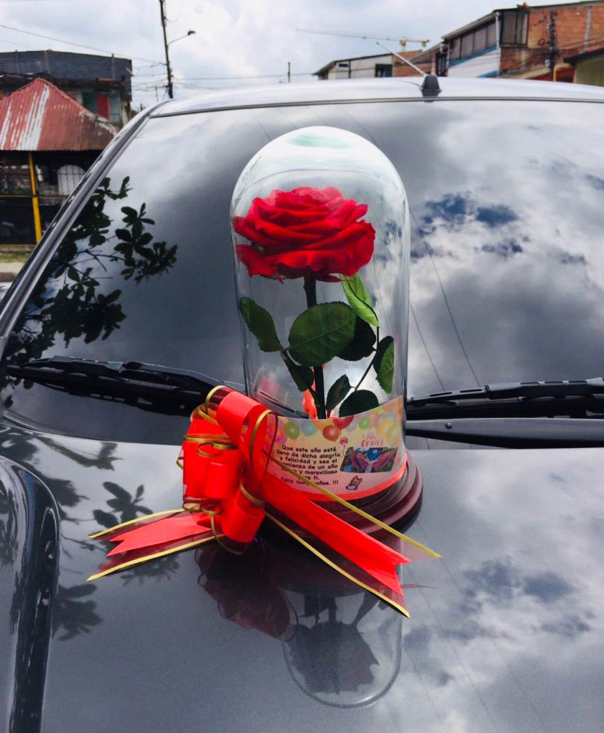ROSA ENCANTADA (Preservada) 🫨❤️🌹